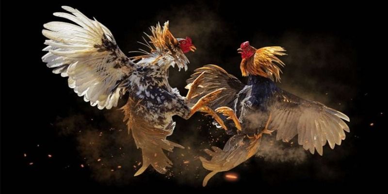 Tìm hiểu tổng quát về đá gà cựa dao