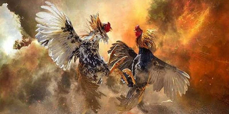 Luật chơi và thời gian mỗi trận đá gà cựa dao