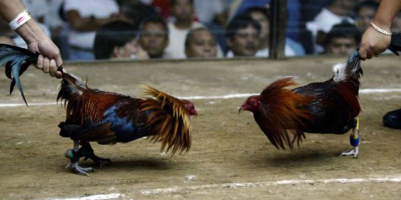Các giống loài kê trong đá gà cựa dao