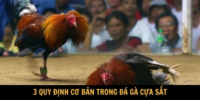3 quy định cơ bản trong đá gà cựa sắt