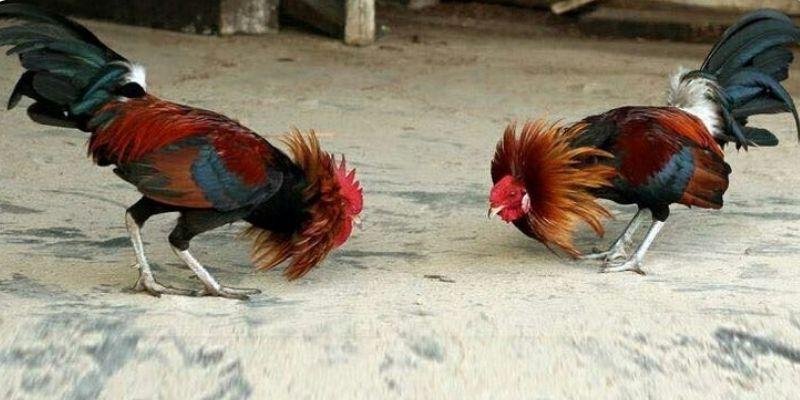 Vô số các lợi ích khi chọn xem đá gà tại nền tảng uy tín