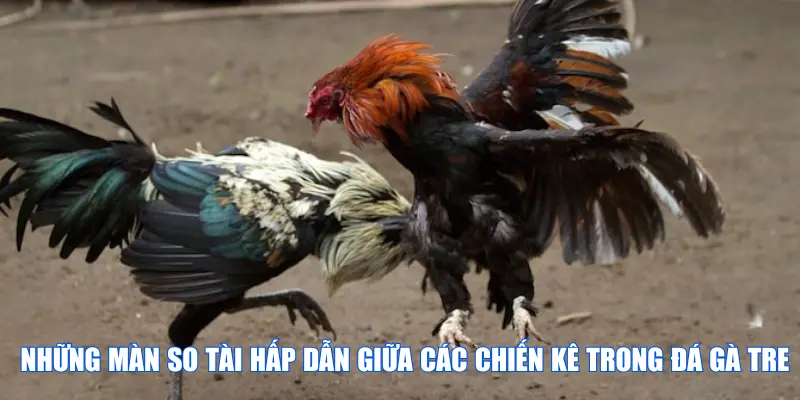 Những màn so tài hấp dẫn giữa các chiến kê trong đá gà tre