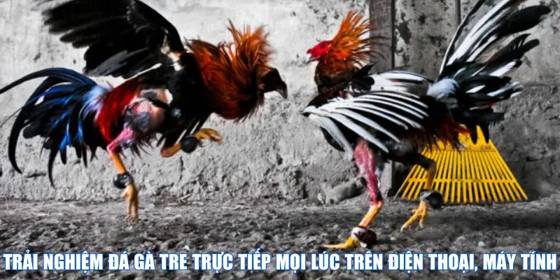 Trải nghiệm đá gà tre trực tiếp mọi lúc trên điện thoại, máy tính