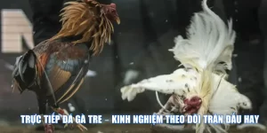 Xem Đá Gà Trực Tiếp